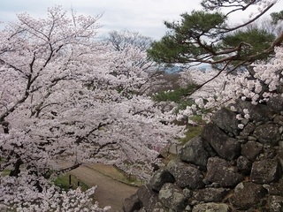 020 17.04.20 信州日帰り旅 069 石垣の松と桜.jpg