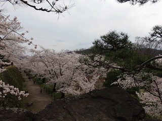 021 17.04.20 信州日帰り旅 071 桜を見降ろす.jpg