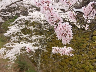 022 17.04.20 信州日帰り旅 074 石垣と桜.jpg