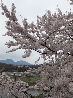 026 17.04.20 信州日帰り旅 088 浅間山・千曲川・桜.jpg