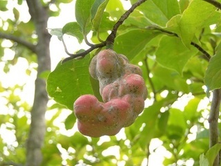 001 16.09.14 植物観察会 025 コブシの実.jpg