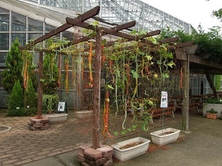 001 16.09.15 とちぎ花センター他 002 ヘビウリ.jpg