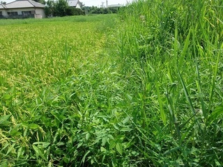001 17.08.05 001 草刈前.jpg