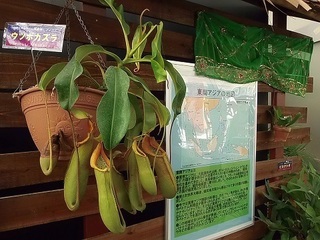 001 17.10.09 001 東南アジアの植物展.jpg
