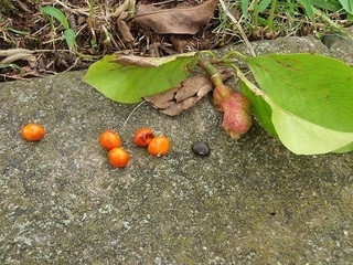 002 16.09.14 植物観察会 001 こぶしの実と種.jpg