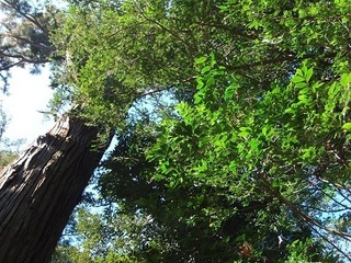 002 17.01.05 一言主神社へ初詣他 003 御神木.jpg