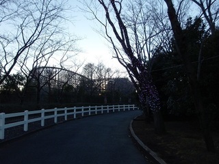 002 17.02.12 東武動物公園ウィンターイルミネーション 005 桜並木.jpg
