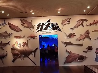 002 17.10.13 053 サメ展.jpg