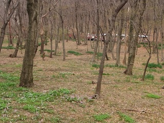003 17.03.31 009 野草の園.jpg