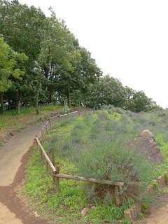 003 17.06.22 004@炳.jpg