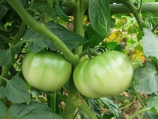 003 17.07.26 011 g}g.jpg