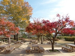 004 16.11.17 006 茨城県自然博物館の紅葉.jpg