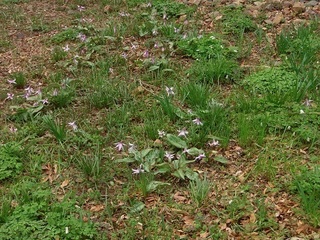 004 17.03.31 010 野草の園.jpg