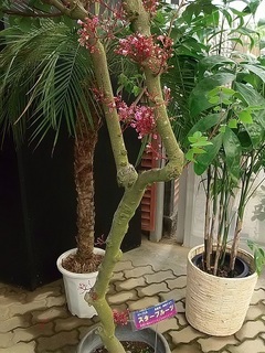 004 17.10.09 007 東南アジアの植物展・スターフルーツ.jpg