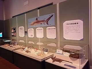 004 17.10.13 005 サメ展.jpg