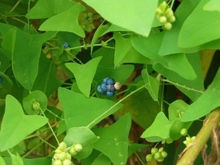 005 16.09.14 植物観察会 013 イシミカワ.jpg