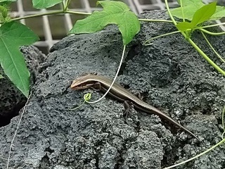 005 16.09.15 とちぎ花センター他 021 トカゲ.jpg