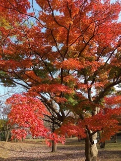 005 16.11.17 016 茨城県自然博物館の紅葉.jpg