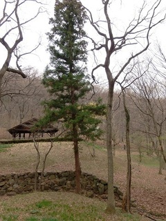005 17.03.31 012 野草の園.jpg