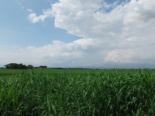 005 17.06.01 011 旧谷中村ゾーン.jpg
