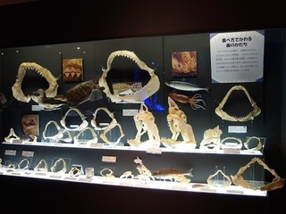 005 17.10.13 008 サメ展・口.jpg