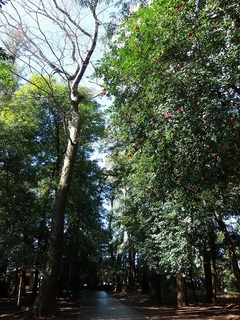 005 18.03.01 011 凛として.jpg