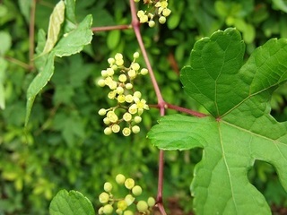 006 16.09.14 植物観察会 015 ノブドウの花.jpg