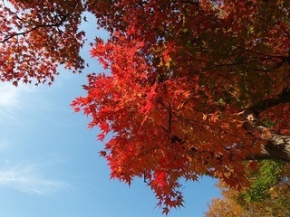 006 16.11.17 017 茨城県自然博物館の紅葉.jpg