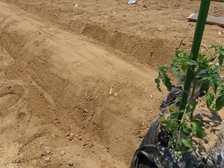006 17.06.20 009 秋ナス植え付け・畝を美しく.jpg