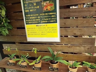 006 17.10.09 012 東南アジアの植物展・ラン科.jpg