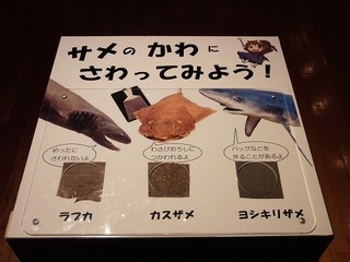006 17.10.13 009 サメ展・皮.jpg