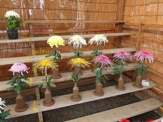 006 17.11.02 017 一言主神社、菊.jpg