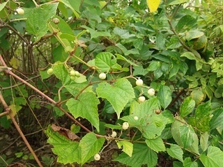 007 16.09.14 植物観察会 021 ノブドウ.jpg