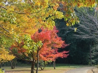 007 16.11.17 018 茨城県自然博物館の紅葉.jpg