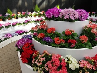 007 17.01.07 024 花壇.jpg