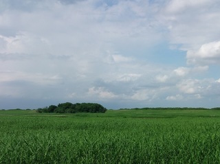 007 17.06.01 016 時の草原の中へ.jpg