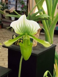 007 17.10.09 013 東南アジアの植物展・ラン.jpg