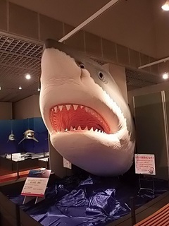 007 17.10.13 011 サメ展・カルカロドン・メガロドン.jpg
