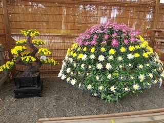 007 17.11.02 019 一言主神社、菊.jpg