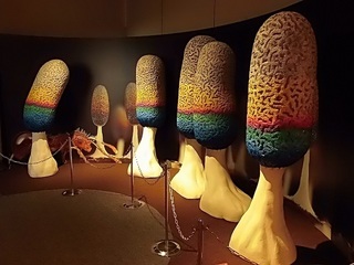 007 18.03.01 016 変形菌展.jpg
