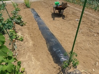 008 17.06.20 012 秋ナス植え付け.jpg
