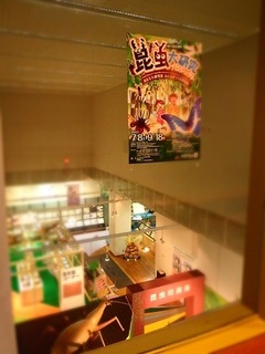 008 17.07.06 036 昆虫展準備中.jpg