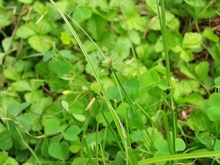 009 16.09.14 植物観察会 026 ヒメクグ.jpg