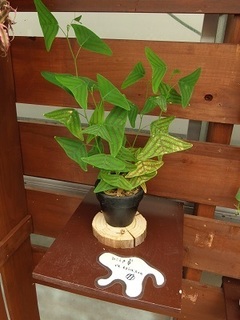 009 16.09.15 とちぎ花センター他 038 ひこうき草.jpg