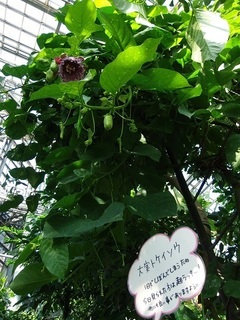 009 17.01.07 038 大実トケイソウ.jpg