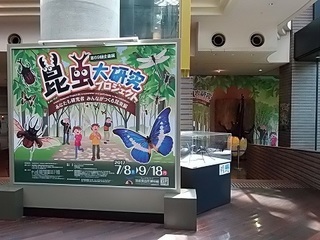 009 17.07.06 038 昆虫展準備中.jpg