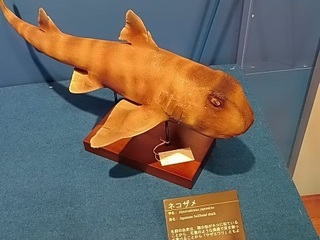 009 17.10.13 020 サメ展・ネコザメ.jpg
