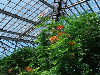 010 16.10.27 027 大温室内。オコウチョウの花。.jpg