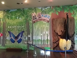 010 17.07.06 037 昆虫展準備中.jpg