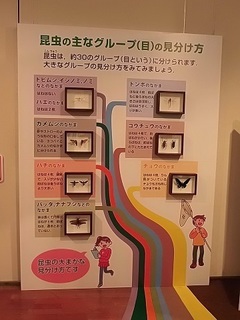 010 17.07.13 021 昆虫のグループ.jpg